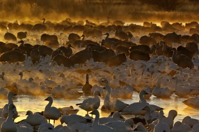 Framed Print : Snow Geese (Chen caerulescens) at dawn Bosque del Apache New Mexico USA winter Framed Print : Snow Geese (Chen caerulescens) at dawn Bosque del Apache New Mexico USA winter