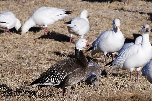Snow Geese Chen caerulescens (incl Blue Snow goose) Bosque del Apache leaving roost