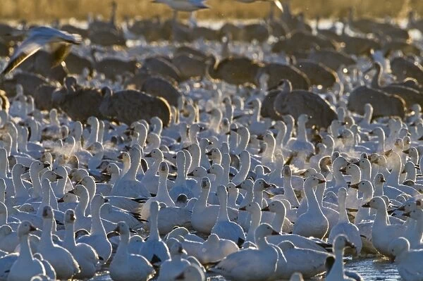Snow Geese Chen caerulescens on roosting pond at dawn with Sandhill Cranes Bosque