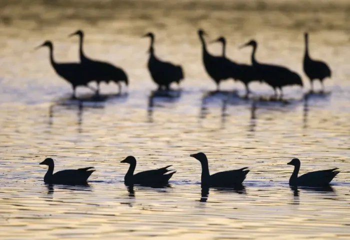 Framed Print : Snow Geese Chen caerulescens and Sandhill Cranes Grus canadensis at dawn Bosque del Framed Print : Snow Geese Chen caerulescens and Sandhill Cranes Grus canadensis at dawn Bosque del