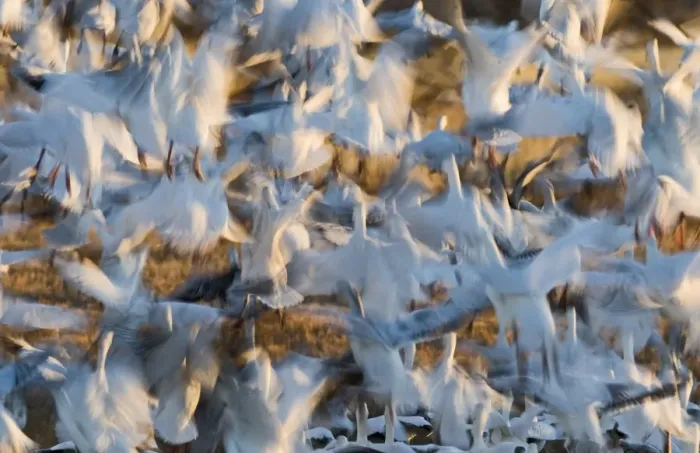 Framed Print : Snow Geese Chen caerulescens taking off at dawn Bosque del Apache New Mexico USA January Framed Print : Snow Geese Chen caerulescens taking off at dawn Bosque del Apache New Mexico USA January