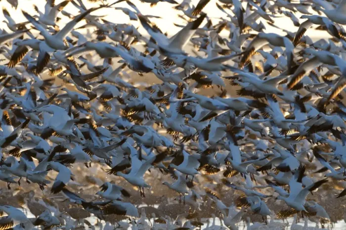 Framed Print : Snow Geese Chen carulescens taking flight at dawn Bosque del Apache New Mexico USA Framed Print : Snow Geese Chen carulescens taking flight at dawn Bosque del Apache New Mexico USA