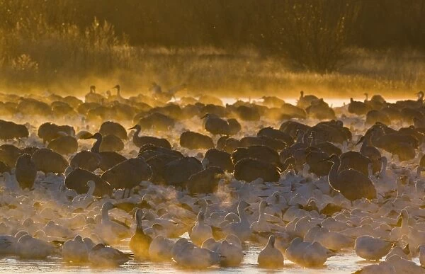 Snow Geese and Sandhill Cranes on roosting pond at sunrise Bosque del Apache New