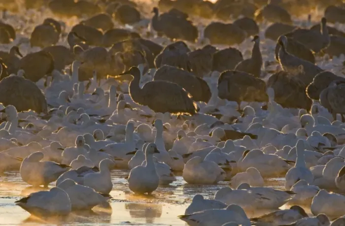 Framed Print : Snow Geese and Sandhill Cranes on roosting pond at sunrise Bosque del Apache New Framed Print : Snow Geese and Sandhill Cranes on roosting pond at sunrise Bosque del Apache New