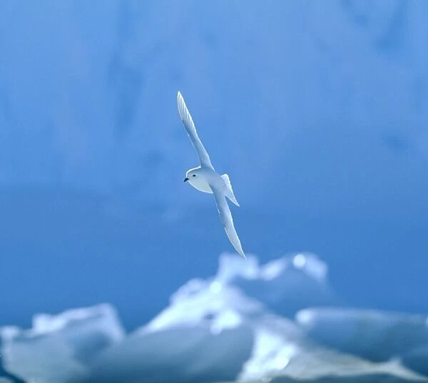 Snow Petrel Pagodroma nivea Weddell Sea Antarctica