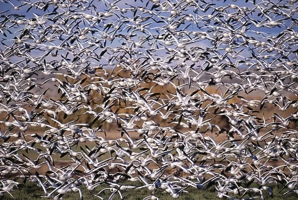 Snow and Rosss Geese, Bosque Del Apache, New Mexico, USA, winter