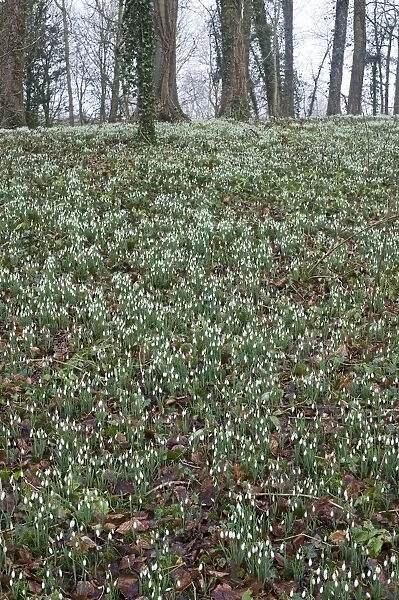Snowdrops in woodland at Great Walsingham Norfolk February