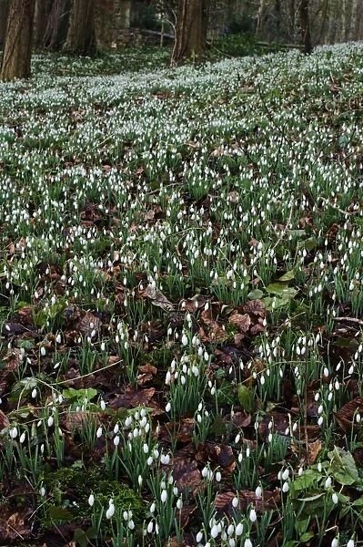 Snowdrops in woodland at Great Walsingham Norfolk February
