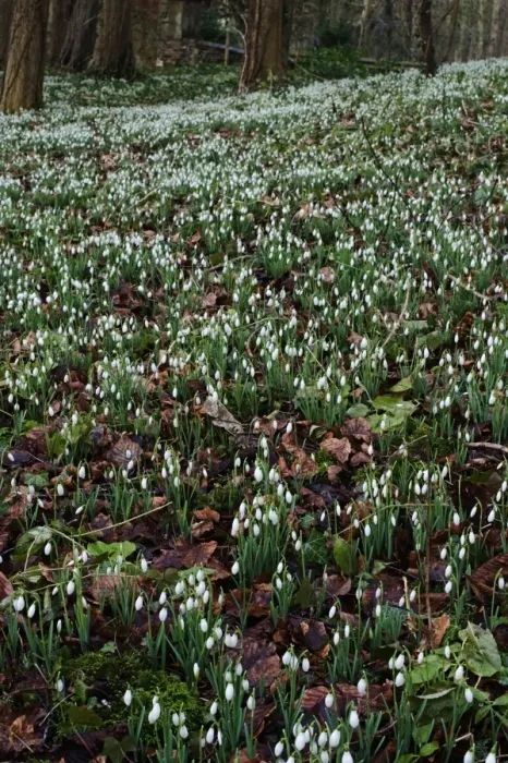 Framed Print : Snowdrops in woodland at Great Walsingham Norfolk February Framed Print : Snowdrops in woodland at Great Walsingham Norfolk February