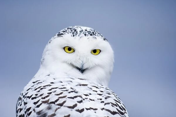 Snowy Owl Nyctea scandiaca C