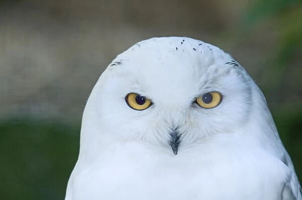 Snowy Owl Nyctea scandiaca close up of male Norway