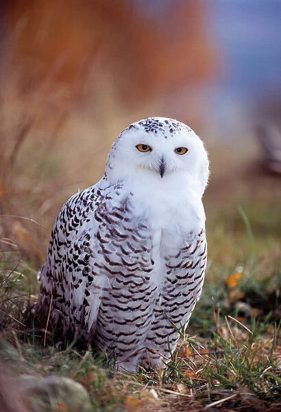 Snowy Owl, Nyctea scandiaca, Norway, September, female