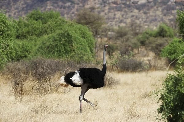 Somali Ostrich Struthio camelus molybdophanes male Samburu Kenya