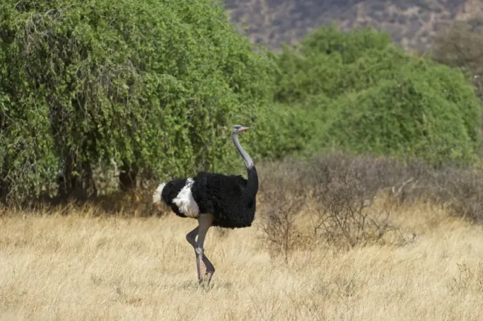 Framed Print : Somali Ostrich Struthio camelus molybdophanes male Samburu Kenya Framed Print : Somali Ostrich Struthio camelus molybdophanes male Samburu Kenya