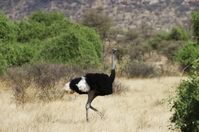 Framed Print : Somali Ostrich Struthio camelus molybdophanes male Samburu Kenya Framed Print : Somali Ostrich Struthio camelus molybdophanes male Samburu Kenya