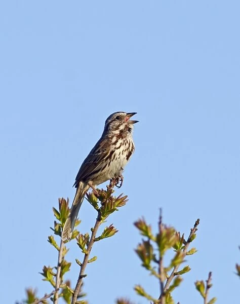 Song Sparrow Cape May New Jersey USA