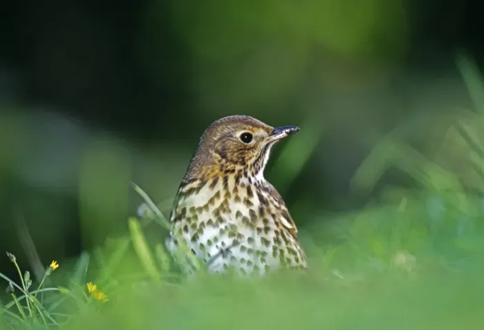 Framed Print : Song Thrush, Turdus philomelos, feeding on lawn, Kent, UK Framed Print : Song Thrush, Turdus philomelos, feeding on lawn, Kent, UK