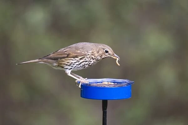Song Thrush Turdus philomelos feeding on meal worms in garden