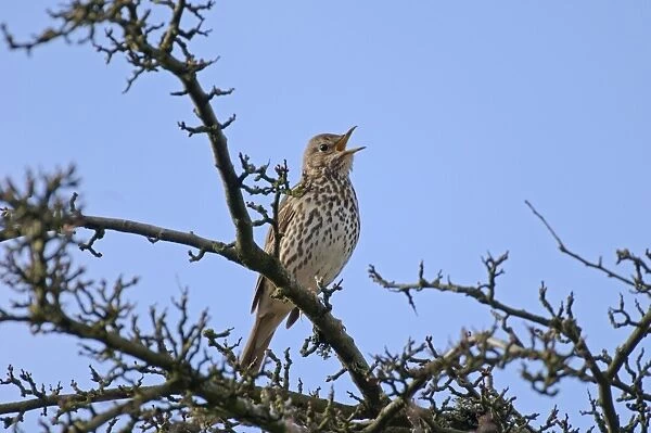 Song Thrush Turdus philomelos in song spring UK