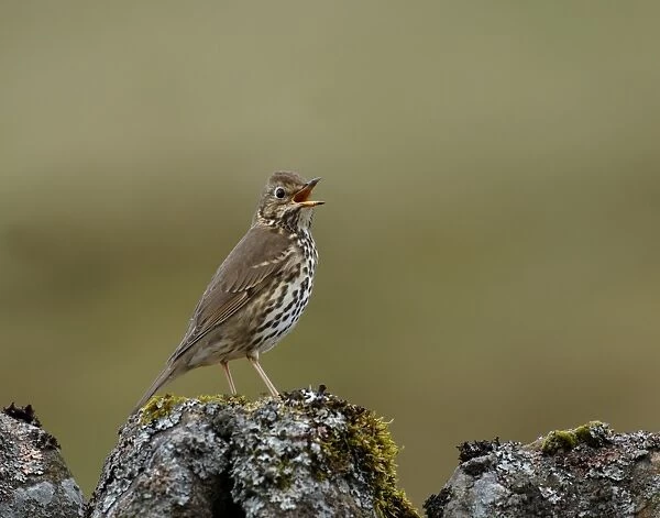 Song Thrush Turdus philomelos in song spring UK
