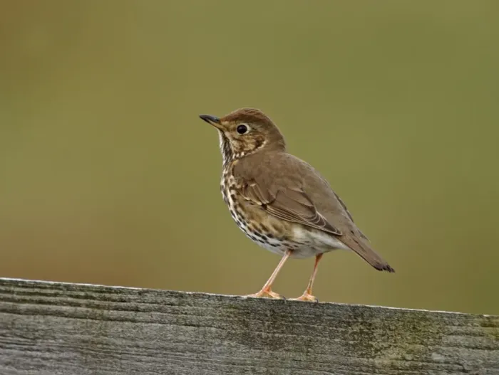 Framed Print : Song Thrush Turdus philomelos UK Framed Print : Song Thrush Turdus philomelos UK