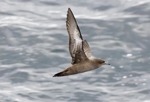 Sooty Shearwater Puffinus griseus off Cape Horn Southern Ocean November
