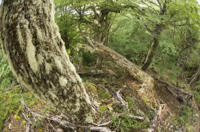 Framed Print : Southern Beech Forest Tierra del Fuego NP Argentina Framed Print : Southern Beech Forest Tierra del Fuego NP Argentina