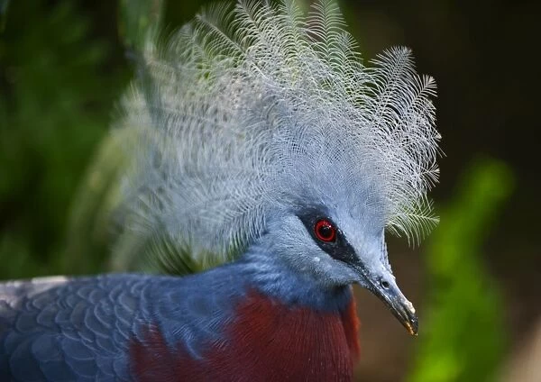 Southern Crowned Pigeon (Goura scheepmakeri) New Guinea (captive)