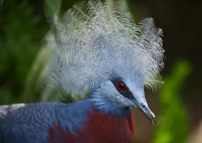 Framed Print : Southern Crowned Pigeon (Goura scheepmakeri) New Guinea (captive) Framed Print : Southern Crowned Pigeon (Goura scheepmakeri) New Guinea (captive)