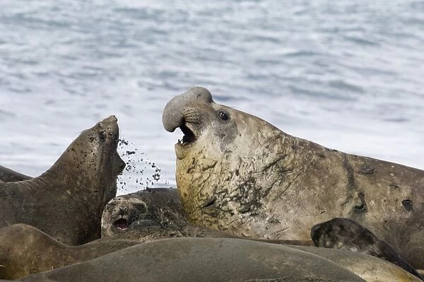 Southern Elephant Seal Mirounga leonina beachmaster bellowing to warn rival males