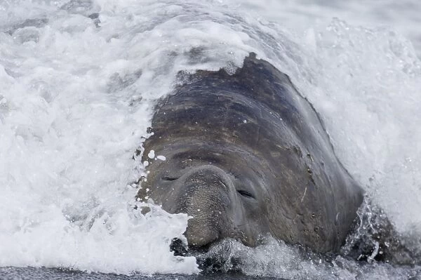 Southern Elephant Seal Mirounga leonina beachmaster laying in surf Gold Harbour South