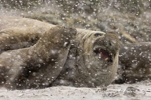 Southern Elephant Seal Mirounga leonina bull (beachmaster) Sea lion Island Falklands