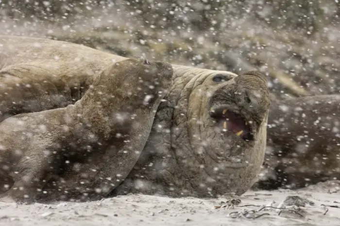 Framed Print : Southern Elephant Seal Mirounga leonina bull (beachmaster) Sea lion Island Falklands Framed Print : Southern Elephant Seal Mirounga leonina bull (beachmaster) Sea lion Island Falklands