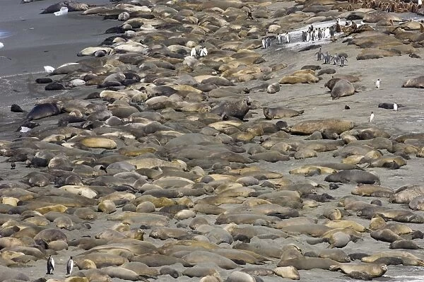 Southern Elephant Seals Mirounga leonina and King Penguin Aptenodytes patagonicus