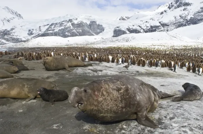 Framed Print : Southern Elephant Seals Mirounga leonina and King Penguin Aptenodytes patagonicus
