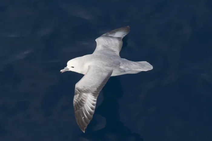 Framed Print : Southern Fulmar Fulmarus glacialoides Southern Ocean November Framed Print : Southern Fulmar Fulmarus glacialoides Southern Ocean November