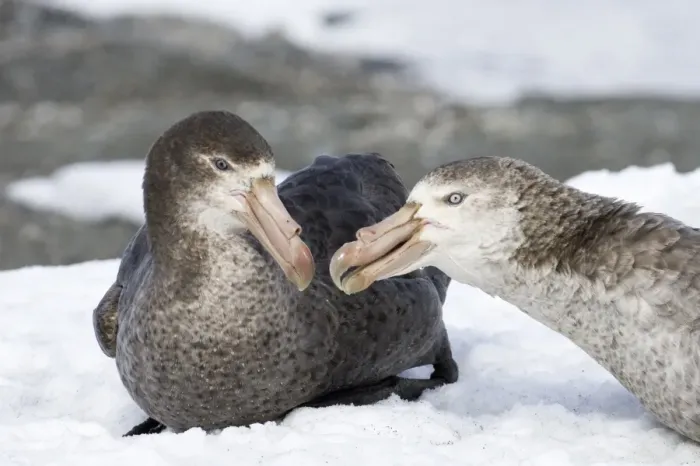Framed Print : Southern Giant Petrel Macronectes giganteus pair South Georgia Framed Print : Southern Giant Petrel Macronectes giganteus pair South Georgia