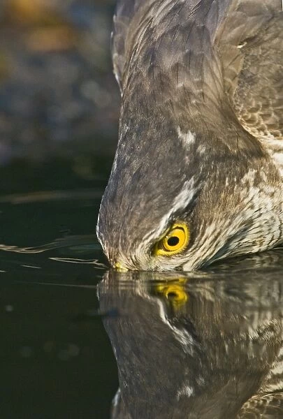 Sparrowhawk Accipiter nisus drinking at pool Norfolk spring