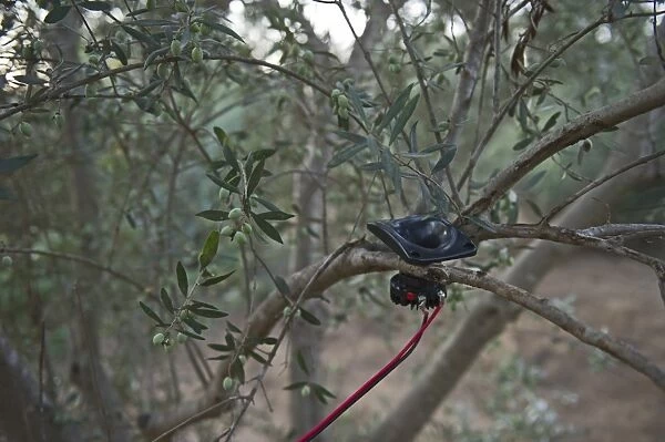 Speaker attached to sound system to play bird song to attract song birds for catching