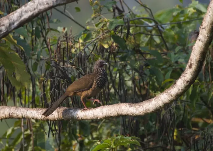 Framed Print : Speckled Chachalaca Ortalis guttata Tambopata Peru Framed Print : Speckled Chachalaca Ortalis guttata Tambopata Peru