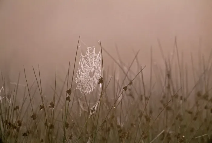 Framed Print : Spiders Web covered in dew on autumnal morning, Kent, UK, September Framed Print : Spiders Web covered in dew on autumnal morning, Kent, UK, September