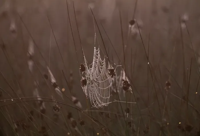 Framed Print : Spiders web covered in dew in early morning, Kent, UK, autumn Framed Print : Spiders web covered in dew in early morning, Kent, UK, autumn
