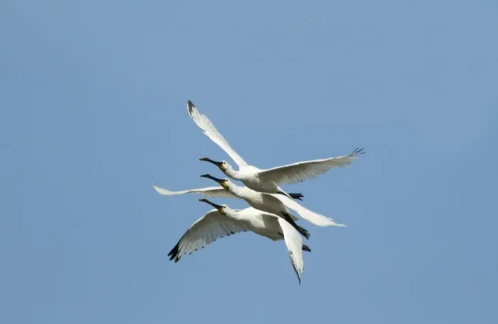 Framed Print : Spoonbills Platalea leucorodia Cley Norfolk July 2009