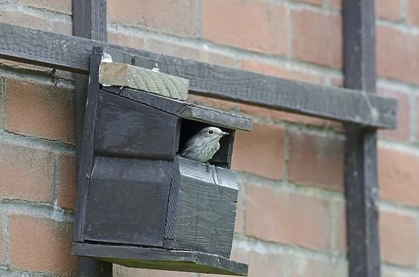 Spotted Flycatcher Muscicapa striata at nest box on side of house Norfolk