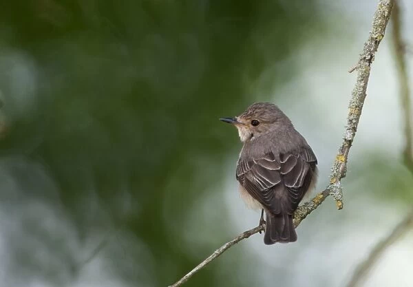 Spotted Flycatcher Muscicapa striata Norfolk spring