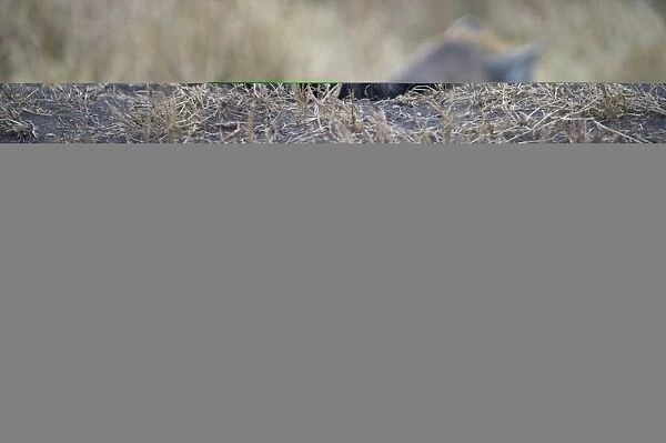 Spotted Hyena Crocuta crocuta pup Masai Mara Kenya