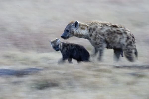 Spotted Hyena Crocuta crocuta with young pup Masai Mara Kenya