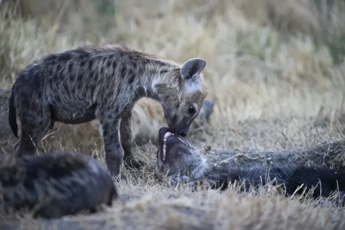 Framed Print : Spotted Hyena Crocuta crocuta with young pup Masai Mara Kenya Framed Print : Spotted Hyena Crocuta crocuta with young pup Masai Mara Kenya