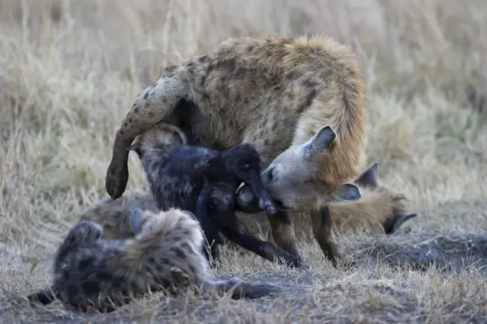 Framed Print : Spotted Hyena Crocuta crocuta with young pup Masai Mara Kenya