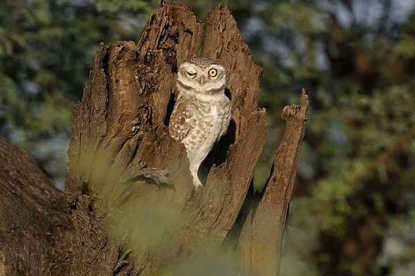 Spotted Owlet Athene brama Bharatpur India